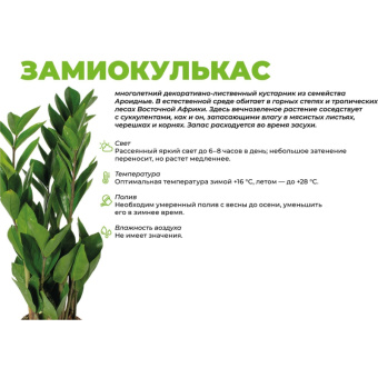 Замиокулькас черный равен в кашпо Росси 1.9л крем, выс 35-50см,РЗ-003.14.08